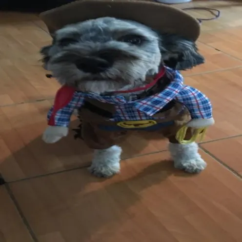 Guinness the dog in a cowboy costume